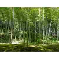 Bamboo Products: The Eco-Friendly Choice for Modern Homes main image